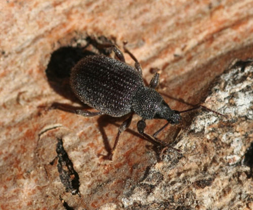 strawberry root weevil